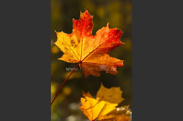 Fokus-Natur Bild