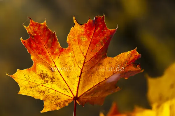 Fokus-Natur Bild