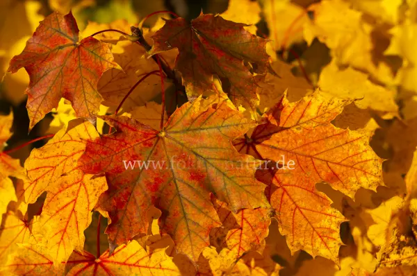Fokus-Natur Bild