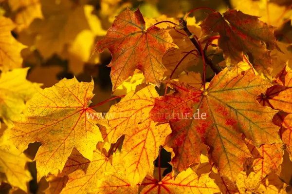 Fokus-Natur Bild