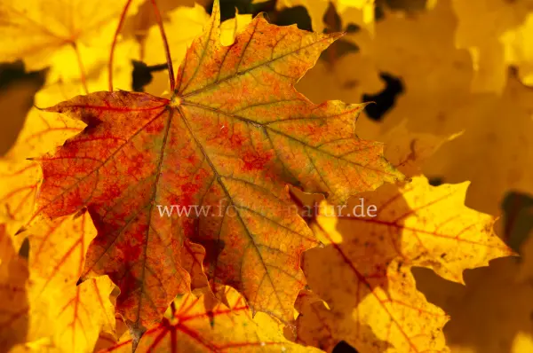 Fokus-Natur Bild
