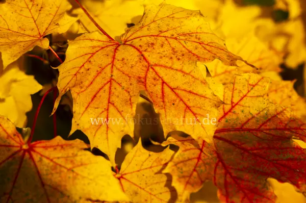 Fokus-Natur Bild