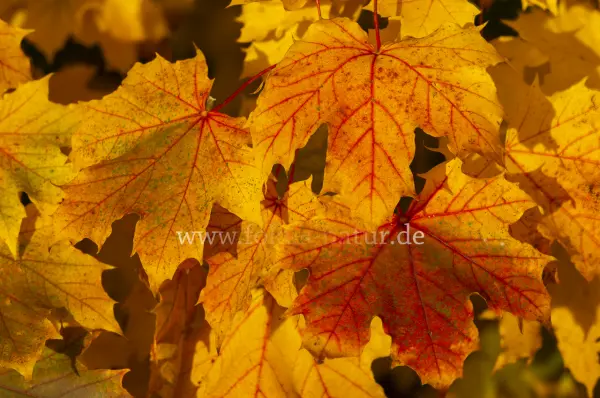 Fokus-Natur Bild