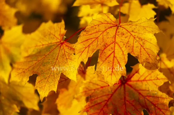Fokus-Natur Bild