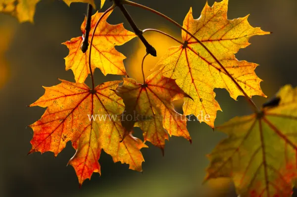 Fokus-Natur Bild