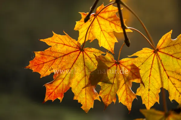 Fokus-Natur Bild