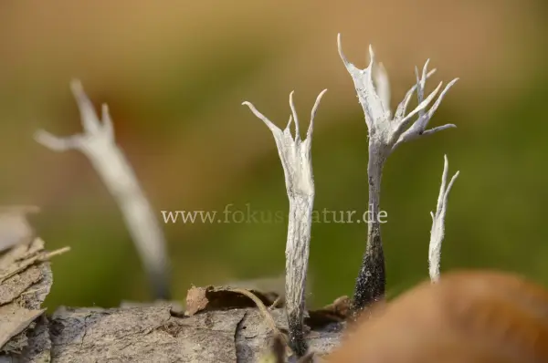 Fokus-Natur Bild