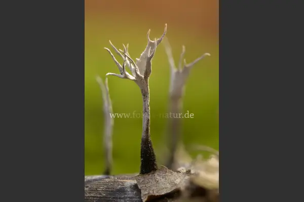 Fokus-Natur Bild
