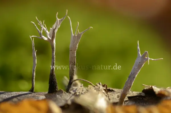 Fokus-Natur Bild