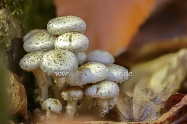 Fokus-Natur Bild
