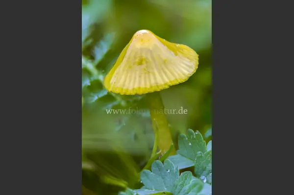 Fokus-Natur Bild