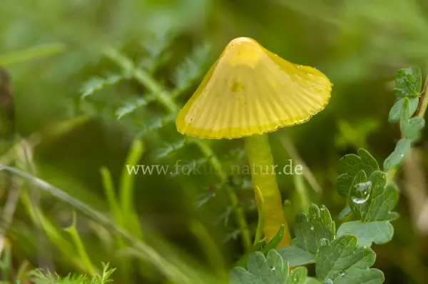 Fokus-Natur Bild