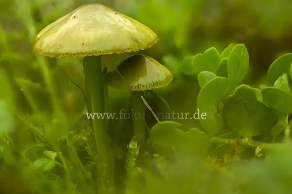 Fokus-Natur Bild