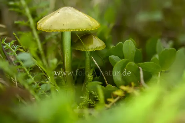 Fokus-Natur Bild