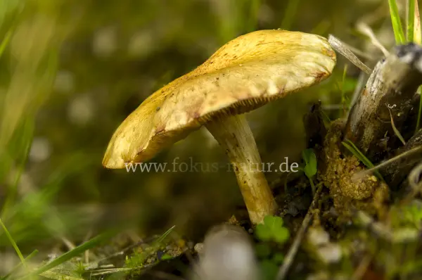 Fokus-Natur Bild