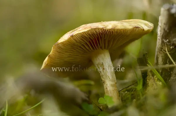 Fokus-Natur Bild