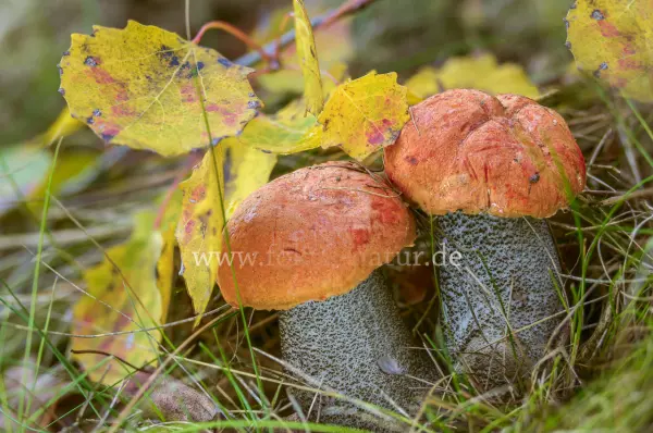 Fokus-Natur Bild