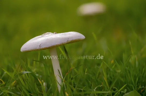 Fokus-Natur Bild