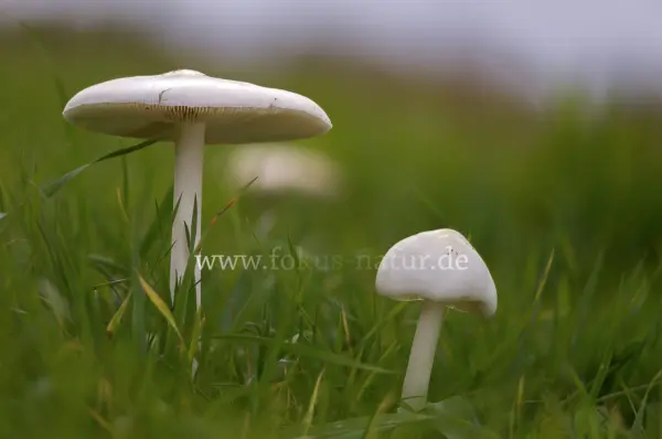 Fokus-Natur Bild