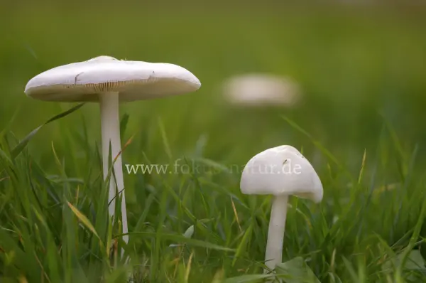 Fokus-Natur Bild