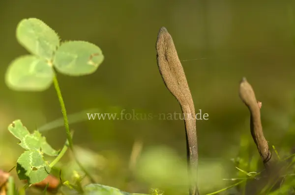 Fokus-Natur Bild
