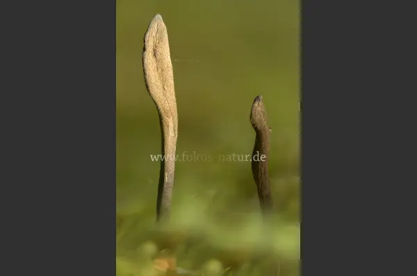 Fokus-Natur Bild