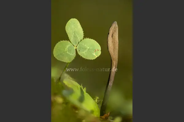 Fokus-Natur Bild