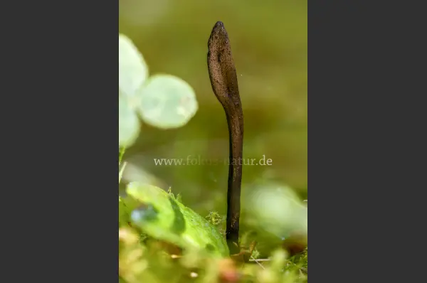 Fokus-Natur Bild