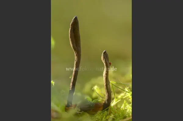 Fokus-Natur Bild