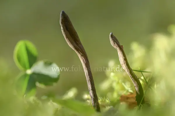Fokus-Natur Bild