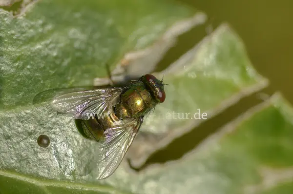 Fokus-Natur Bild