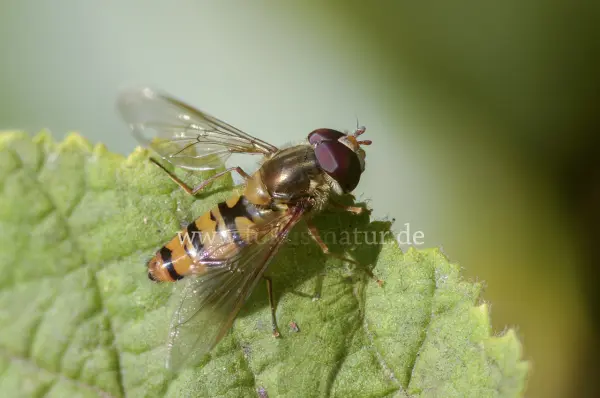 Fokus-Natur Bild