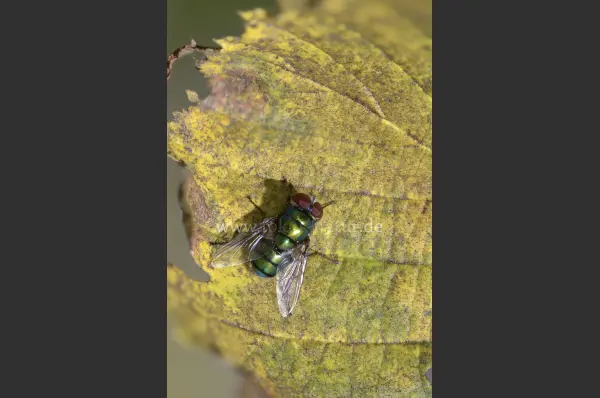 Fokus-Natur Bild