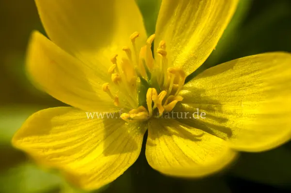 Fokus-Natur Bild