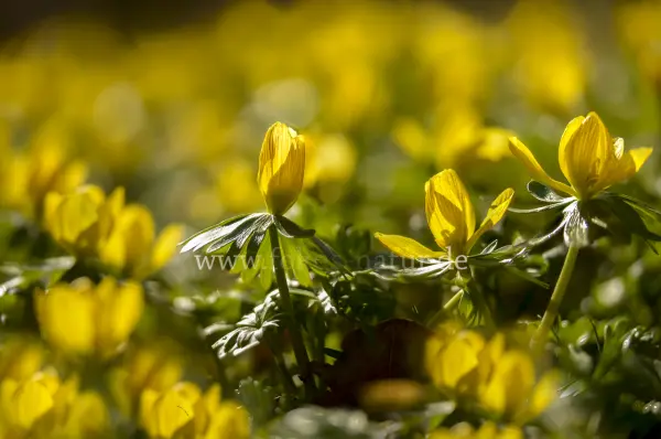 Fokus-Natur Bild