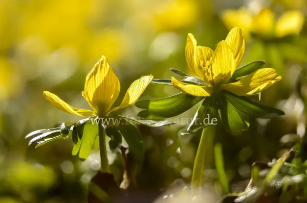Fokus-Natur Bild