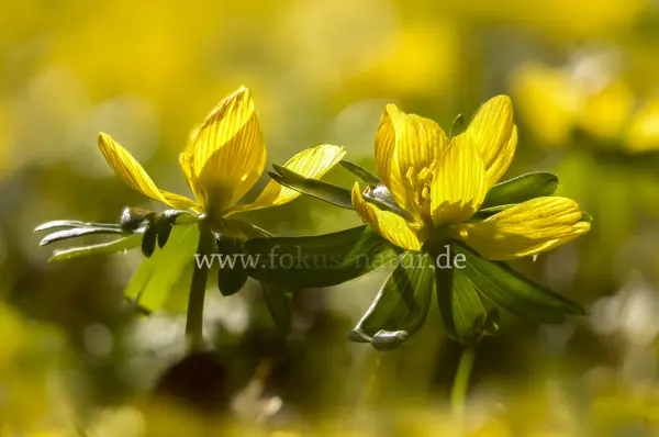 Fokus-Natur Bild