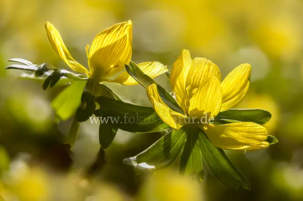 Fokus-Natur Bild