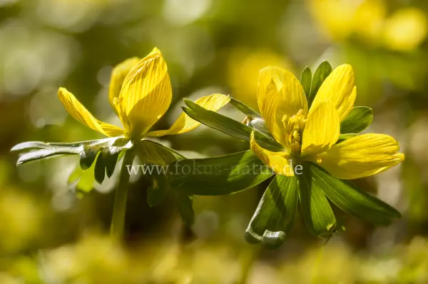 Fokus-Natur Bild