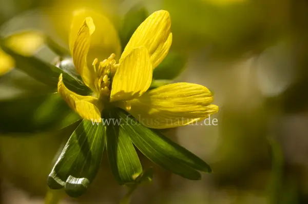 Fokus-Natur Bild