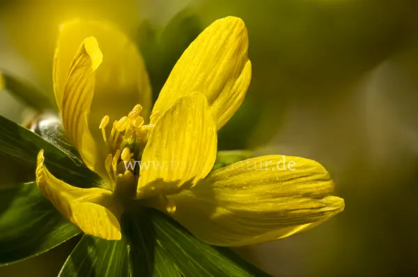 Fokus-Natur Bild