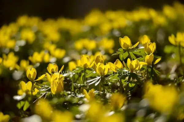 Fokus-Natur Bild