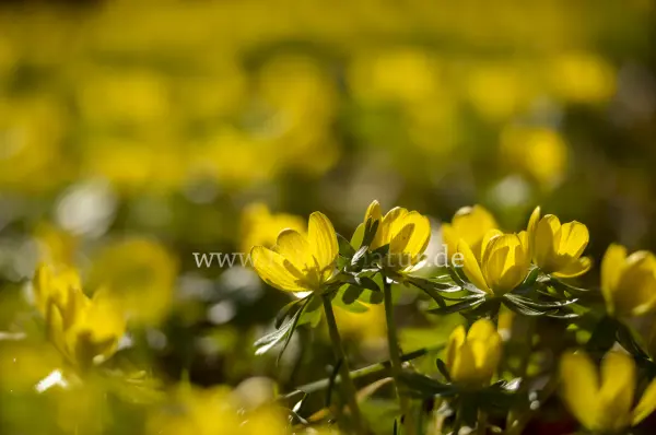 Fokus-Natur Bild