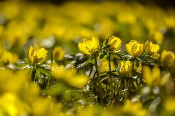 Fokus-Natur Bild