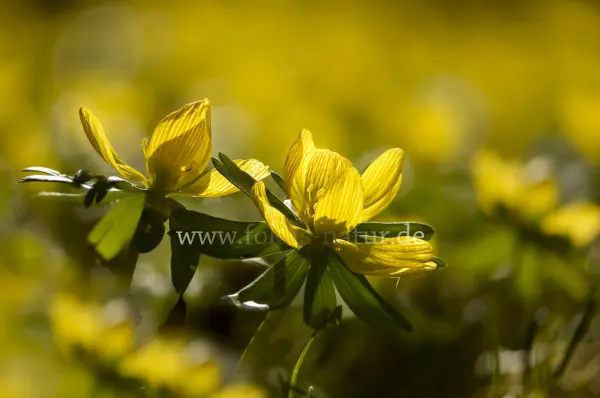 Fokus-Natur Bild