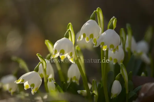 Fokus-Natur Bild