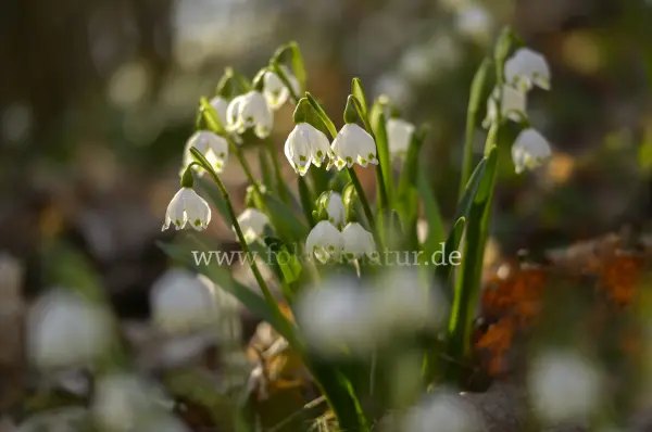 Fokus-Natur Bild