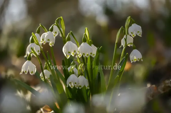 Fokus-Natur Bild