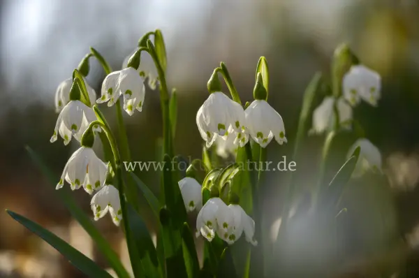 Fokus-Natur Bild