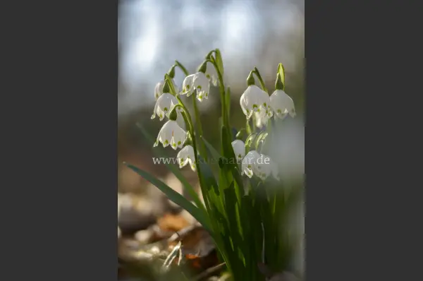 Fokus-Natur Bild